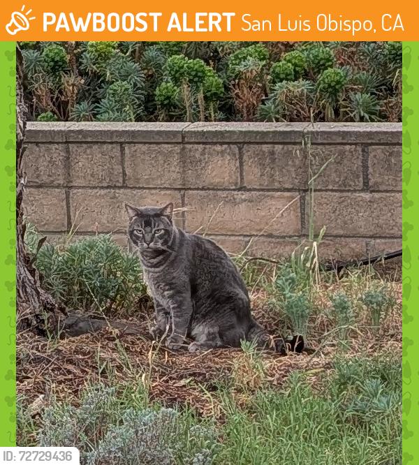 Found/Stray Unknown Cat last seen Pasatiempo Dr and Clover, San Luis Obispo, San Luis Obispo, CA 93405