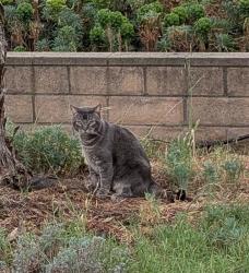 Found/Stray Unknown Cat last seen Pasatiempo Dr and Clover, San Luis Obispo, San Luis Obispo, CA 93405