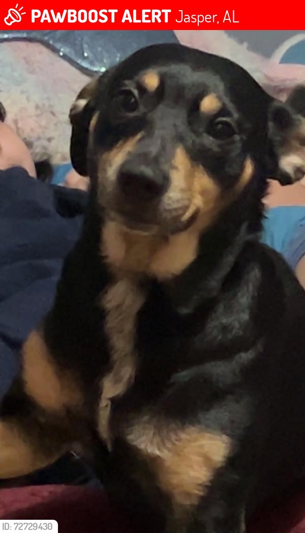 Lost Male Dog last seen Clark rd, Jasper, AL 35503