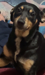 Lost Male Dog last seen Clark rd, Jasper, AL 35503