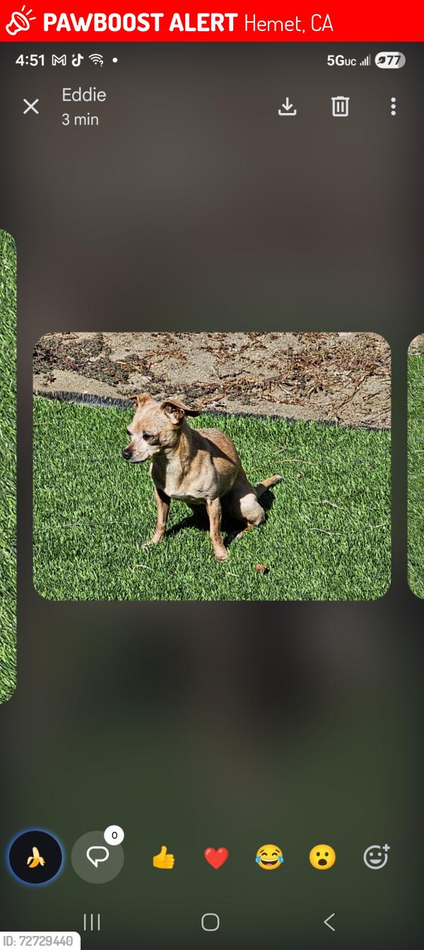 Lost Female Dog last seen State, Hemet, CA 92543