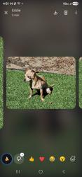Lost Female Dog last seen State, Hemet, CA 92543