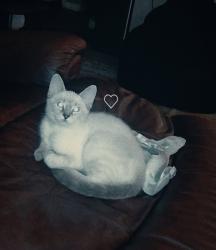 Lost Female Cat last seen Cedar west apmts , Spokane, WA 99205