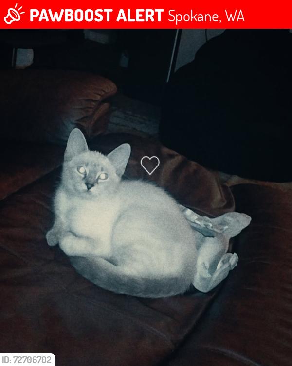 Lost Female Cat last seen Cedar west apmts, Spokane, WA 99205