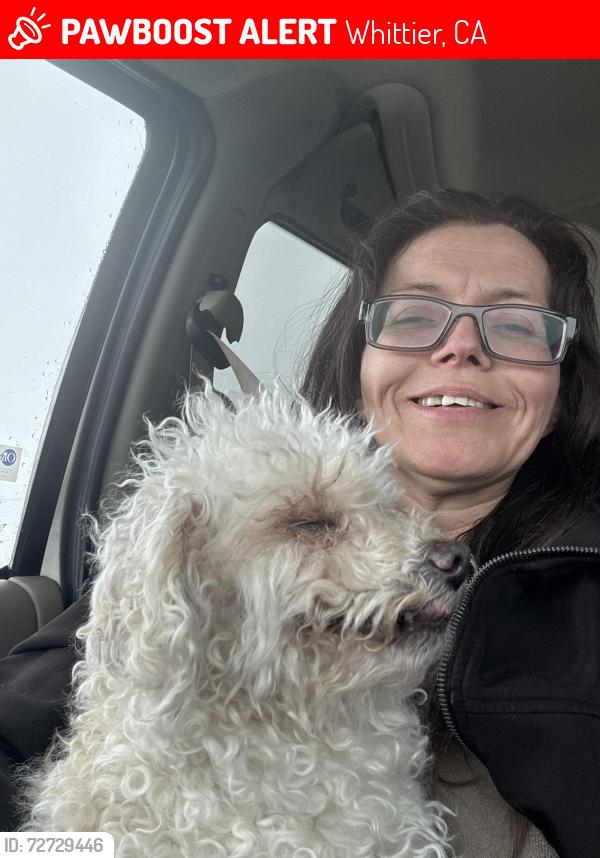 Lost Female Dog last seen Downey road andH mainMd, Los Angeles, CA 90023