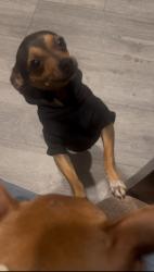 Lost Male Dog last seen Near Lehner ave , Escondido, CA 92027