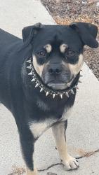 Found/Stray Male Dog last seen Union ave, Bakersfield, CA 93305
