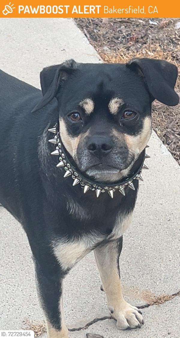 Found/Stray Male Dog last seen Union ave, Bakersfield, CA 93305