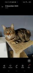 Lost Female Cat last seen B29 5ah , West Midlands, England B29 5AH