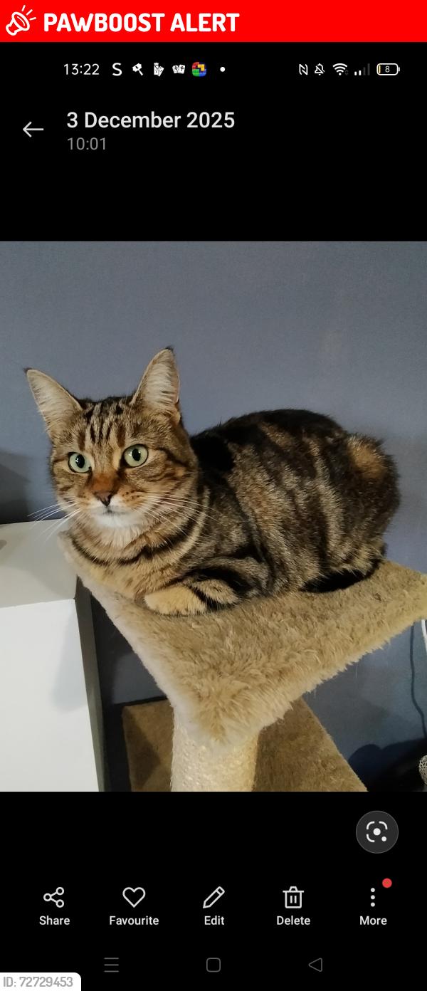 Lost Female Cat last seen B29 5ah , West Midlands, England B29 5AH