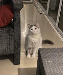 Lost Male Cat last seen Point saint charles h3k 2r5 , Montréal, QC H3K 2R5