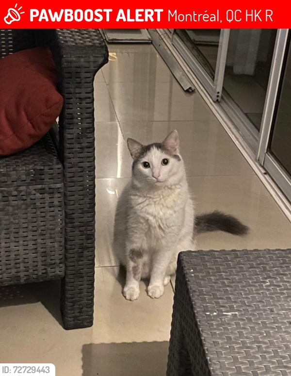 Lost Male Cat last seen Point saint charles h3k 2r5 , Montréal, QC H3K 2R5