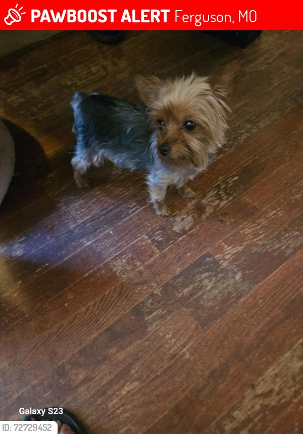 Lost Male Dog last seen Fenwick Drive , Ferguson, MO 63135