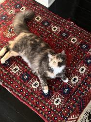 Lost Female Cat last seen Cleveland Ave, between Meade and Monroe, San Diego, CA 92104