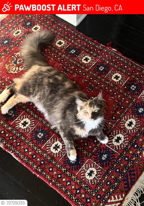 Lost Female Cat last seen Cleveland Ave, between Meade and Monroe, San Diego, CA 92104