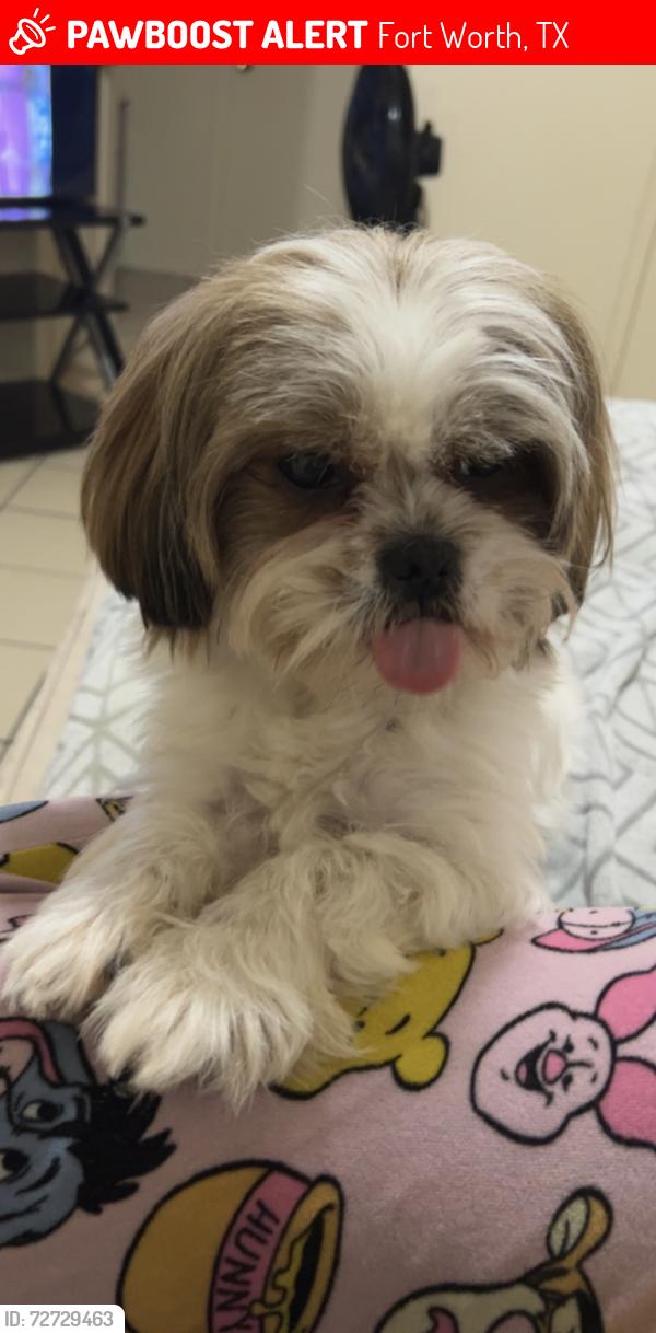 Lost Male Dog last seen Southcrest Dr, Fort Worth, TX 76115