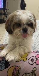 Lost Male Dog last seen Southcrest Dr, Fort Worth, TX 76115