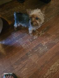Lost Female Dog last seen Fenwick Drive , Ferguson, MO 63135
