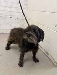 Shelter Stray Female Dog last seen GOLDEN AND DATE ST, San Bernardino, CA 92401