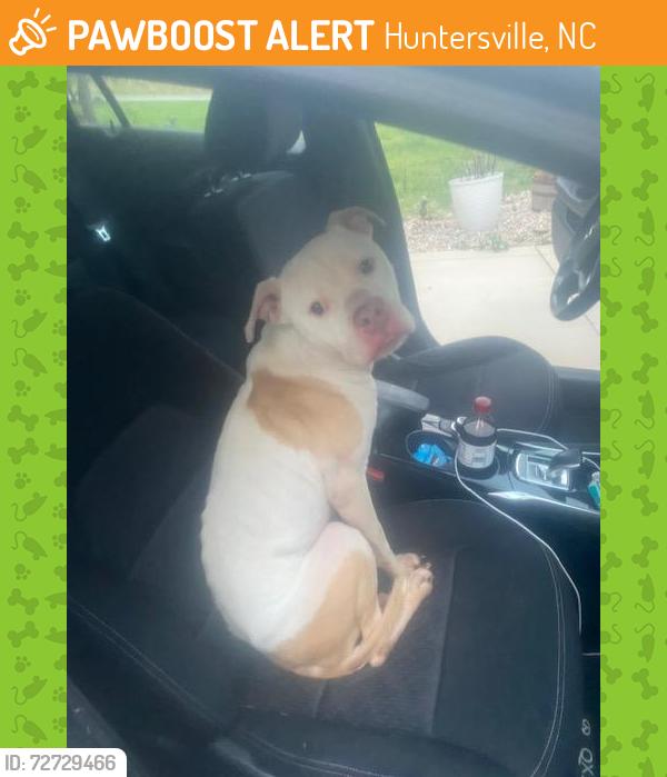 Found/Stray Male Dog last seen Arthur Auten Road and Neck Road, Huntersville, NC 28078