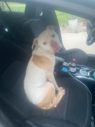 Found/Stray Male Dog last seen Arthur Auten Road and Neck Road, Huntersville, NC 28078