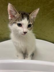 Shelter Stray Male Cat last seen JURUPA AVE /VAN BUREN BLVD, Jurupa Valley, CA 92509