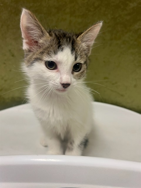 Shelter Stray Male Cat last seen JURUPA AVE /VAN BUREN BLVD, Jurupa Valley, CA 92509