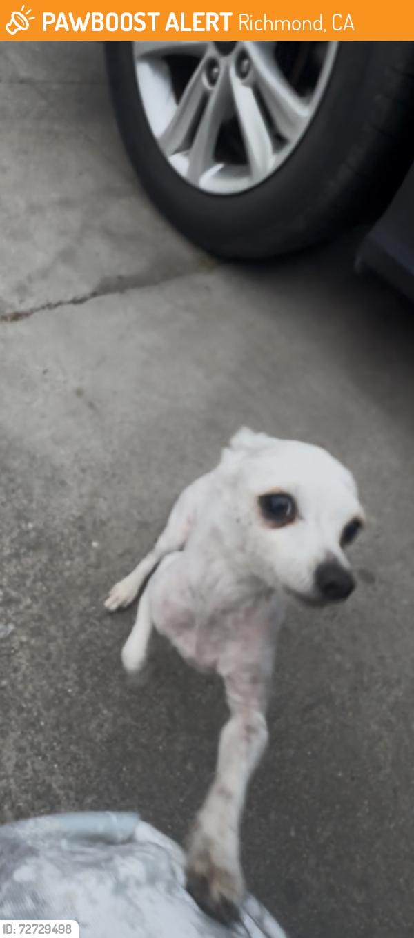 Found/Stray Male Dog last seen Seen it infront of my hse and I called him over!!, Richmond, CA 94801