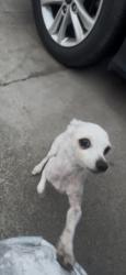 Found/Stray Male Dog last seen Seen it infront of my hse and I called him over!!, Richmond, CA 94801