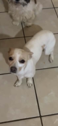 Lost Male Dog last seen Southcrest Dr, Fort Worth, TX 76115