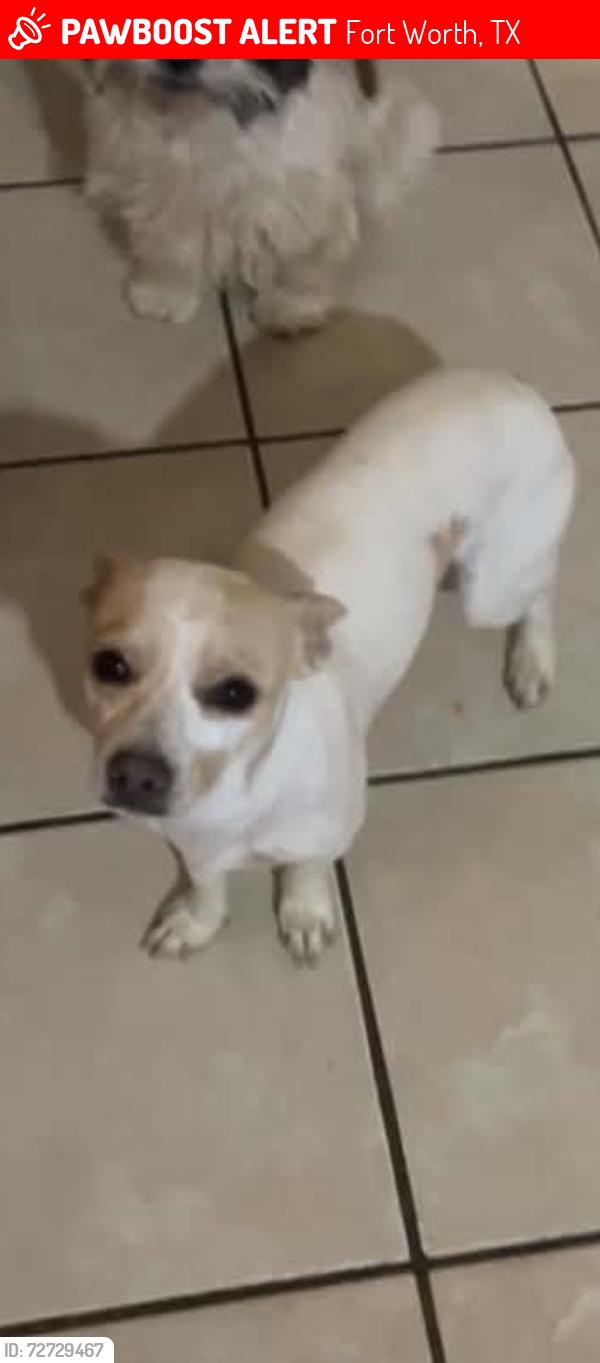 Lost Male Dog last seen Southcrest Dr, Fort Worth, TX 76115