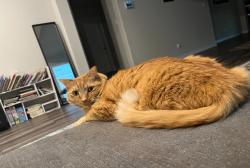 Lost Female Cat last seen Kennesaw dr, College Station, TX 77845