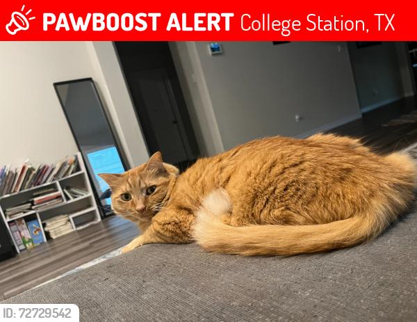 Lost Female Cat last seen Kennesaw dr, College Station, TX 77845