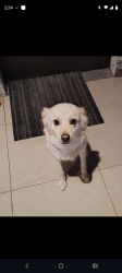 Lost Female Dog last seen Sherwood forest and lake Worth Rd race gas station , Greenacres, FL 33463