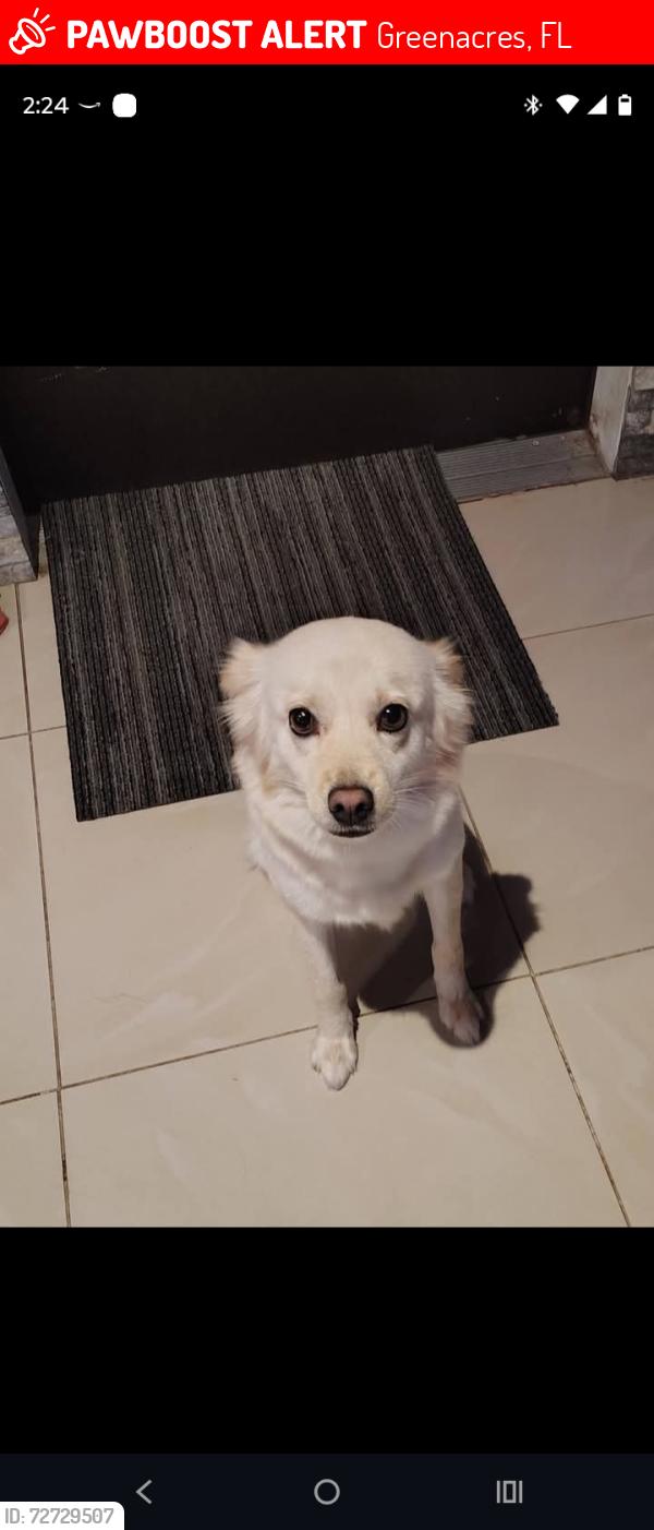 Lost Female Dog last seen Sherwood forest and lake Worth Rd race gas station , Greenacres, FL 33463