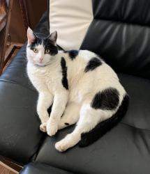 Lost Male Cat last seen Munson Rd., Mentor, OH 44060