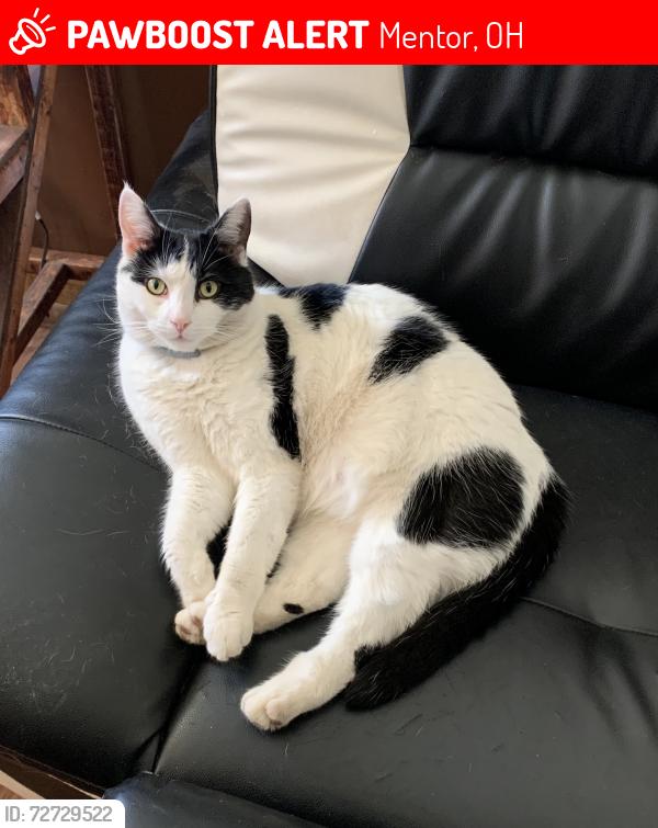 Lost Male Cat last seen Munson Rd., Mentor, OH 44060