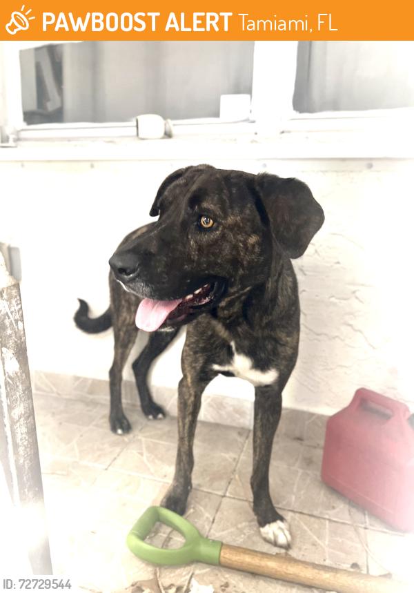 Found/Stray Male Dog last seen Near avenue and 8th st, Tamiami, FL 33184