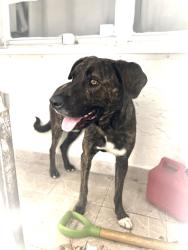 Found/Stray Male Dog last seen Near avenue and 8th st, Tamiami, FL 33184