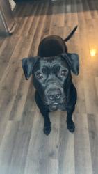 Lost Female Dog last seen S Sibley Street , Buckner, MO 64016