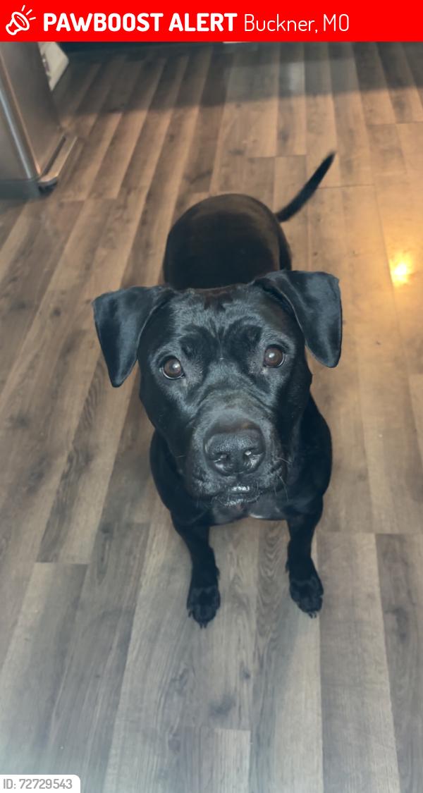 Lost Female Dog last seen S Sibley Street , Buckner, MO 64016