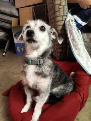 Found/Stray Female Dog last seen Near the Alebrije Dog Park at Rosemead and Gallatin, Pico Rivera, CA 90660