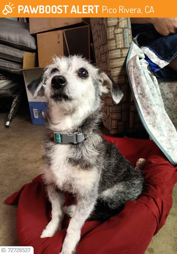 Found/Stray Female Dog last seen Near the Alebrije Dog Park at Rosemead and Gallatin, Pico Rivera, CA 90660