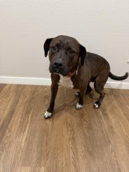 Found/Stray Female Dog last seen Nortons Brewing Company, Wichita, KS 67202