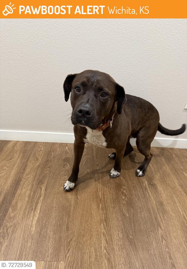 Found/Stray Female Dog last seen Nortons Brewing Company, Wichita, KS 67202