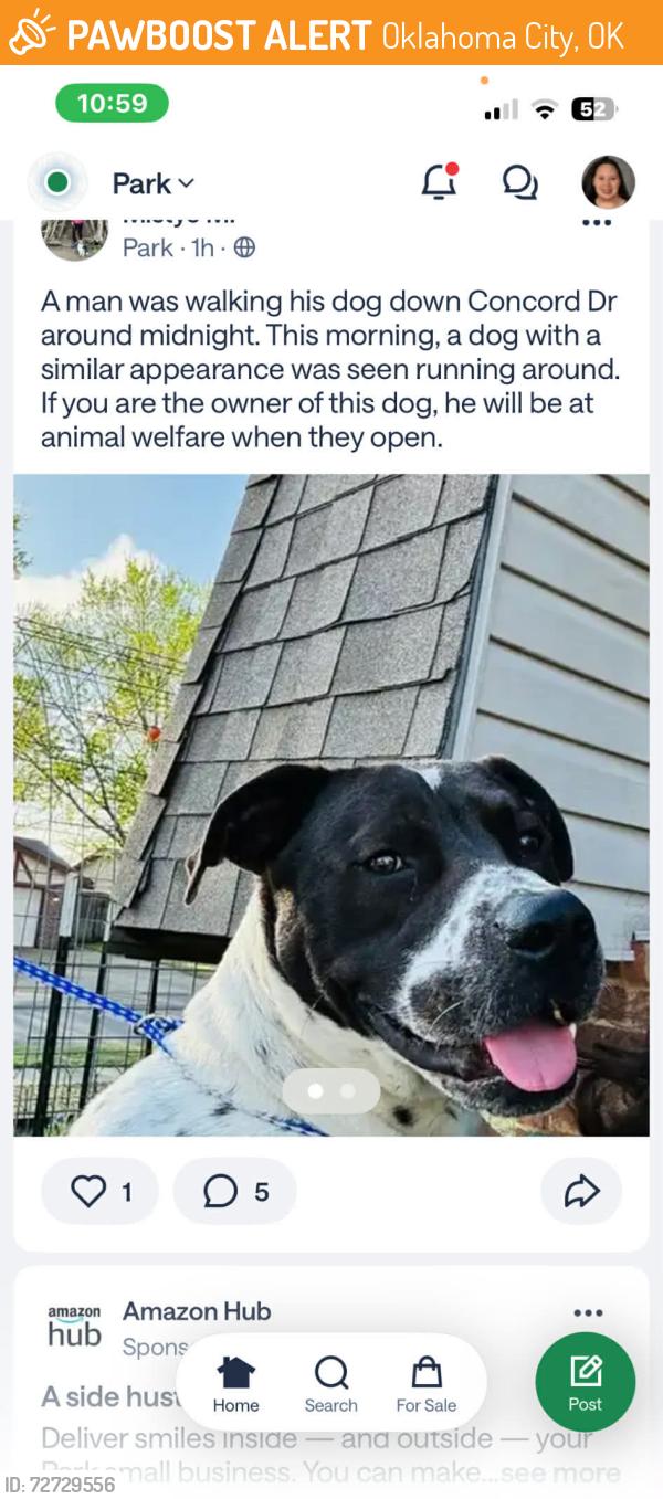 Found/Stray Male Dog last seen Fairview dr, Oklahoma City, OK 73159