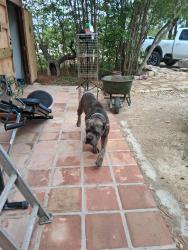 Found/Stray Male Dog last seen At my hse , San Marcos, TX 78666