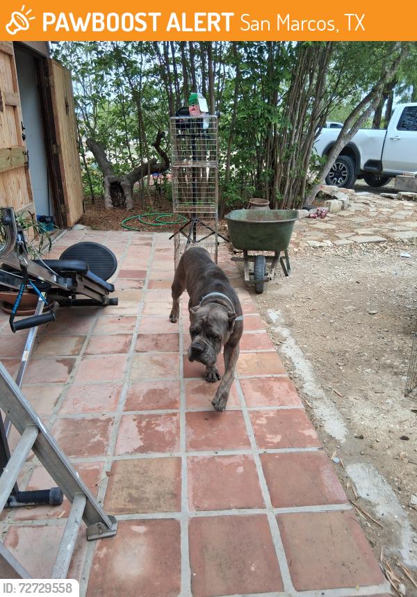 Found/Stray Male Dog last seen At my hse , San Marcos, TX 78666