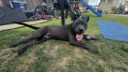 Found/Stray Male Dog last seen 6th & Montclair , Los Angeles, CA 90018