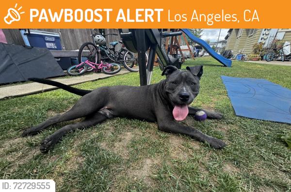 Found/Stray Male Dog last seen 6th & Montclair , Los Angeles, CA 90018